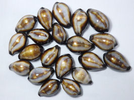 Cypraea onyx  33mm- 40mm F+++ set of 20pcs shells