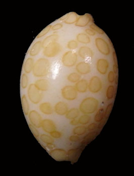 Cypraea  mariae  13.7mm F+
