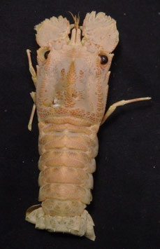 Scyllarides latus  81.4mm F+++