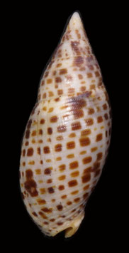 Mitra cardinalis  59.1mm F++/F+++