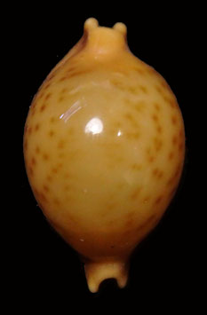 Cypraea globulus  18.8mm F+++