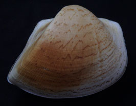 Cucullaea labiata  106.9mm x 84.3mm F+++