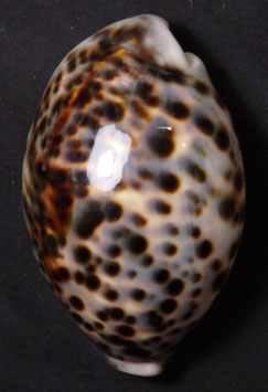 Cypraea tigris  88mm F+++, freak  form shell