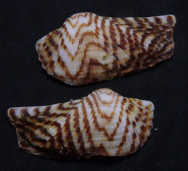Arca navicularis   52.9mm F+++