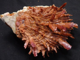 Spondylus swinneni  86.4mm F++/F+++