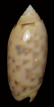 Oliva amethystina   nebulosa 44.6mm F+++
