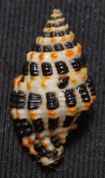 Engina  alveolata  15.7mm F+++