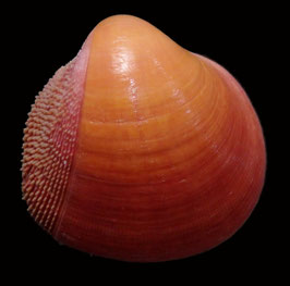 Nemocardium bechei  47.8mm F+++