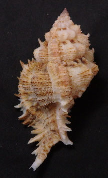 Chicoreus superbus 74.2mm F+++