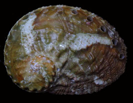 Haliotis ovina   64.5mm F+++