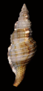 Cymatium Monoplex pileare  99.6mm F+++