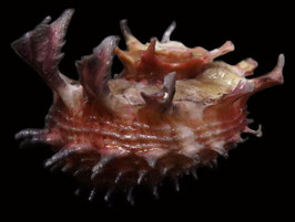Angaria aculeata   31.2mm F++