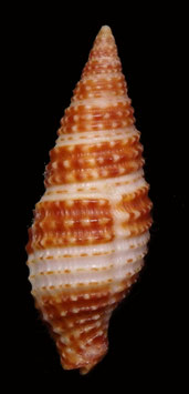 Mitra Nebularia gracilefragum  27.7mm F+++