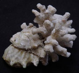Astralium calcar  29.1mm F++