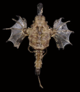 Flying fish species  81.9mm  dried preserved