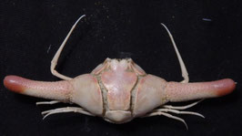 Ixa cylindrus  65.6mm  sea crabs taxidermy