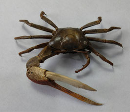 Uca paradussumieri  70mm  crab taxidermy
