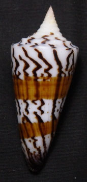 Conus generalis 60.3mm F+++