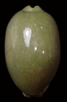 Cypraea eglantina  59.9mm F+++