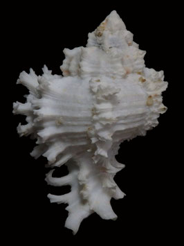 Hexaplex cichoreum  64.1mm F++