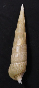 Pseudovertagus nobilis  135.9mm F++/F+++