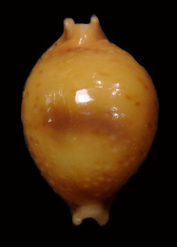 Cypraea bistrinotata  19.2mm F+++