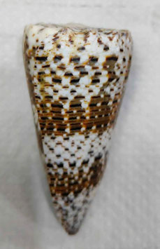 Conus imperialis  78.5mm F+++