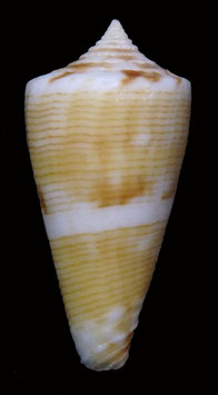 Conus vanvilstereni  26.9mm F+++