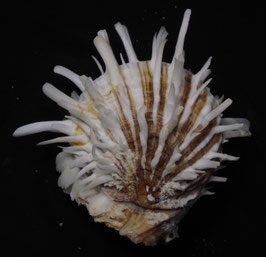 Spondylus plurispinosus  74.5mm F++/F+++
