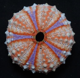 Coelopleurus maculatus  47.6mm F+++,