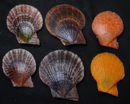 Laevichlamys squamosa   43mm-59mm F+++