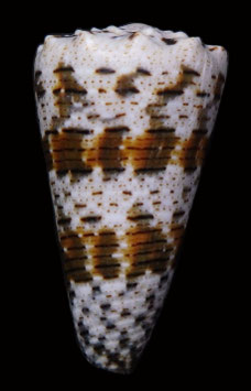 Conus imperialis  71mm F+++