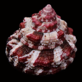 Trochus ferreirai  24.5mm F+++
