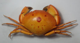 Carpilius convexus  183mm dried preserved crabs