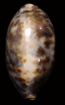 Chelycypraea testudinaria 84.6mm F+++