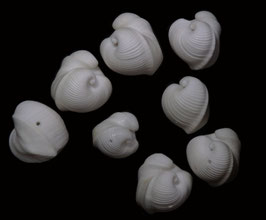 Meiocardia moltkiana   24.9mm - 33mm F++