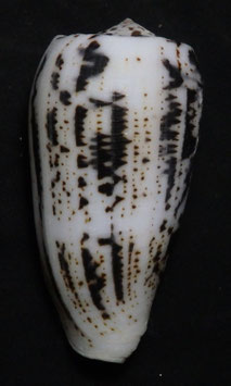 Conus assimilis  76.5mm F+++