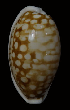 Cypraea cribraria 39.5mm F+++ big size