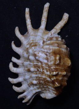 Lambis  millepeda  91.8mm F+++,