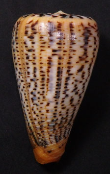 Conus suratensis  77mm F+++