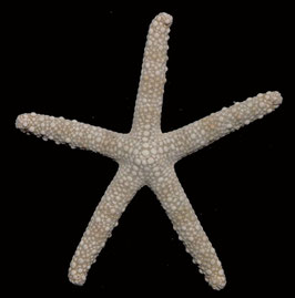 starfish species  size 101mm  sun dried
