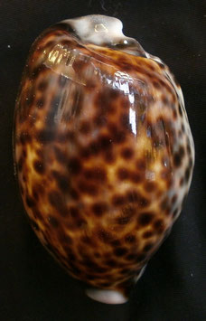 Cypraea tigris  77.4mm F+++, awesome freak form shell