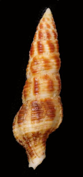 Turrilatirus craticulatus 74.6mm F+++ big size shell