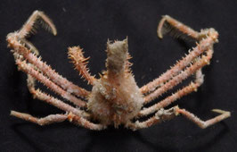 Pleistacantha maxima  41.4mm  crabs taxidermy