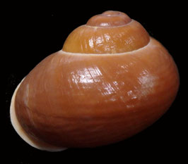 Helicostyla cryptica  49.7mm F++/F+++