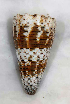 Conus imperialis  75mm F+++