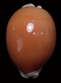 Callistocypraea aurantium  93.2mm F+++