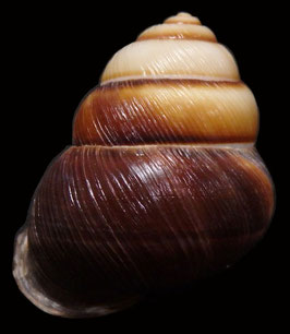 Camaena aratus  45.4mm F++/F+++