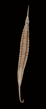 Sea dragon Phyllopteryx taeniolatus  190mm sun dried