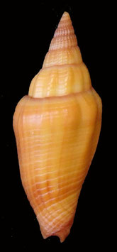 Vexillum vulpecula  41.1mm F+++